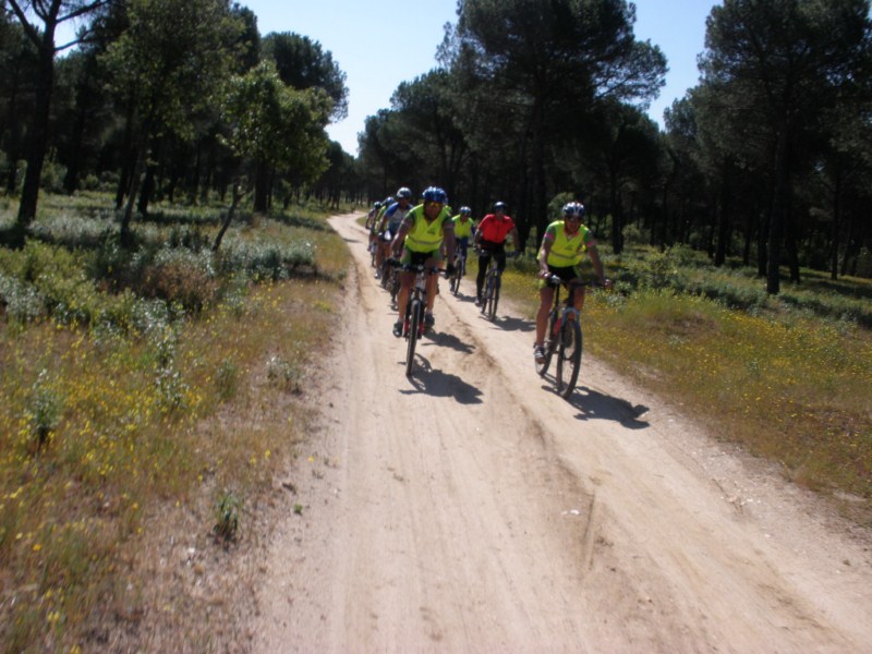 pinares